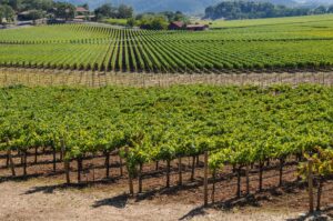 Read more about the article Things to Do in Napa Without wine: Beyond the Vine