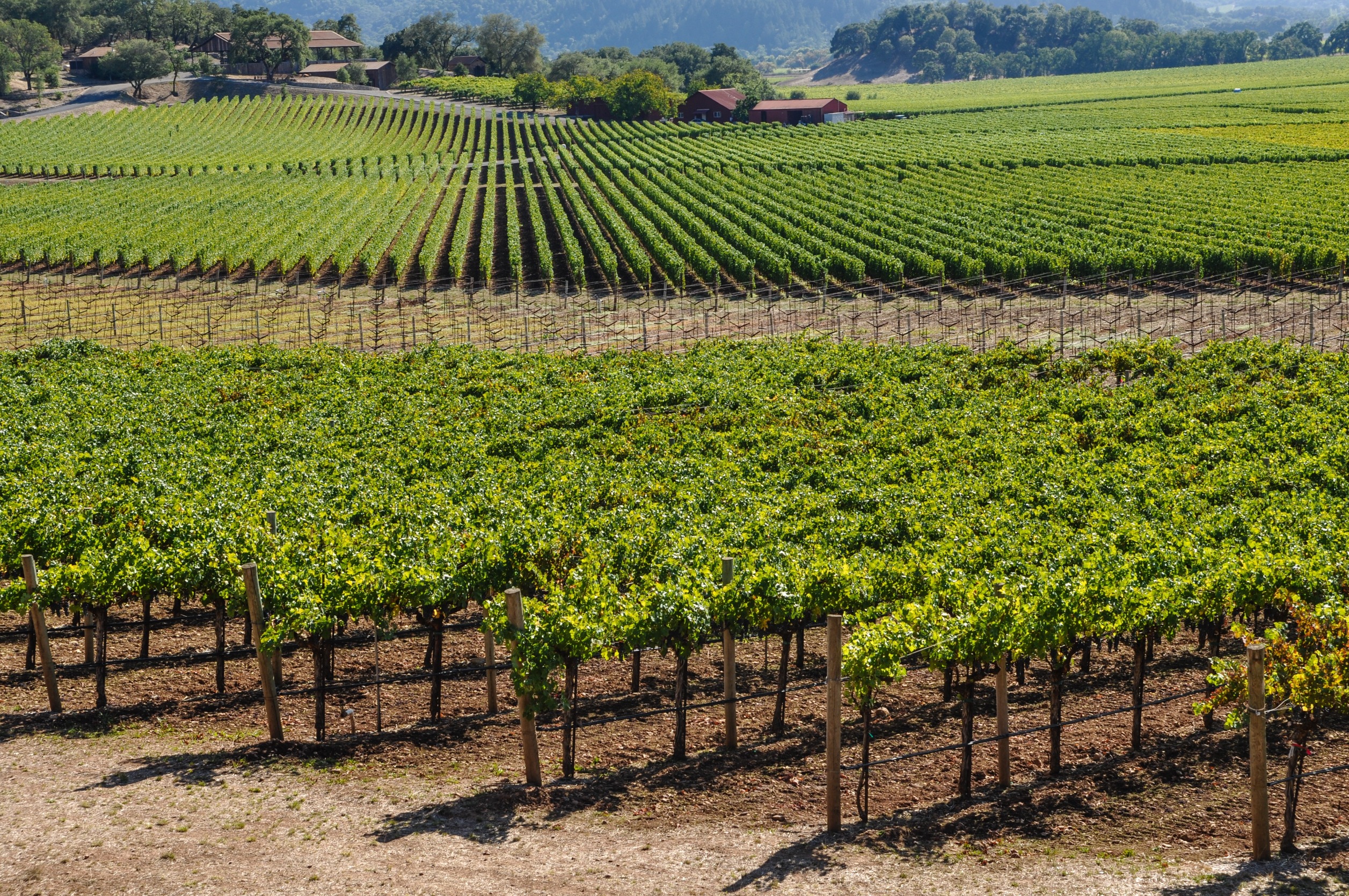 You are currently viewing Things to Do in Napa Without wine: Beyond the Vine