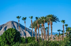 Read more about the article What is the Best Month to Visit Palm Springs?