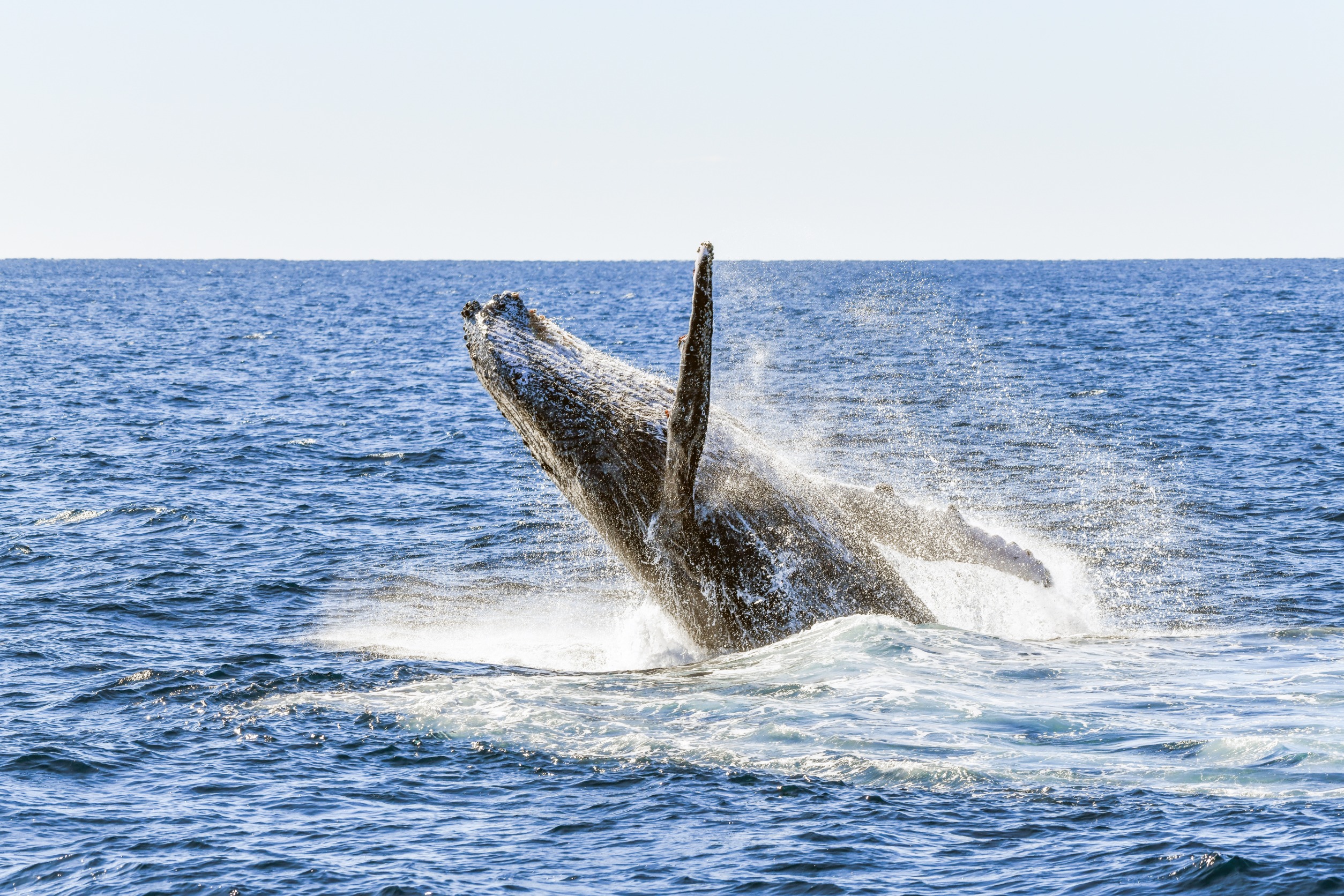 You are currently viewing Wonders of Whale Watching Season in Monterey