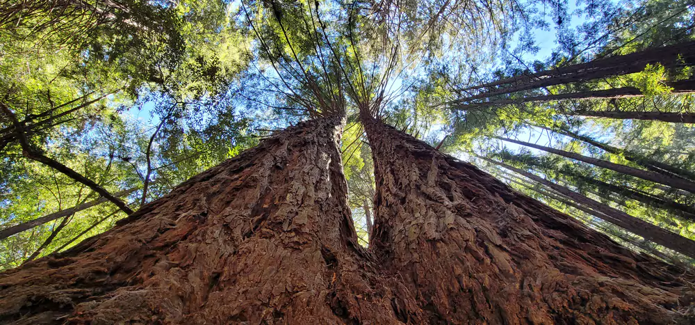 Redwood Regional Park, Oakland California