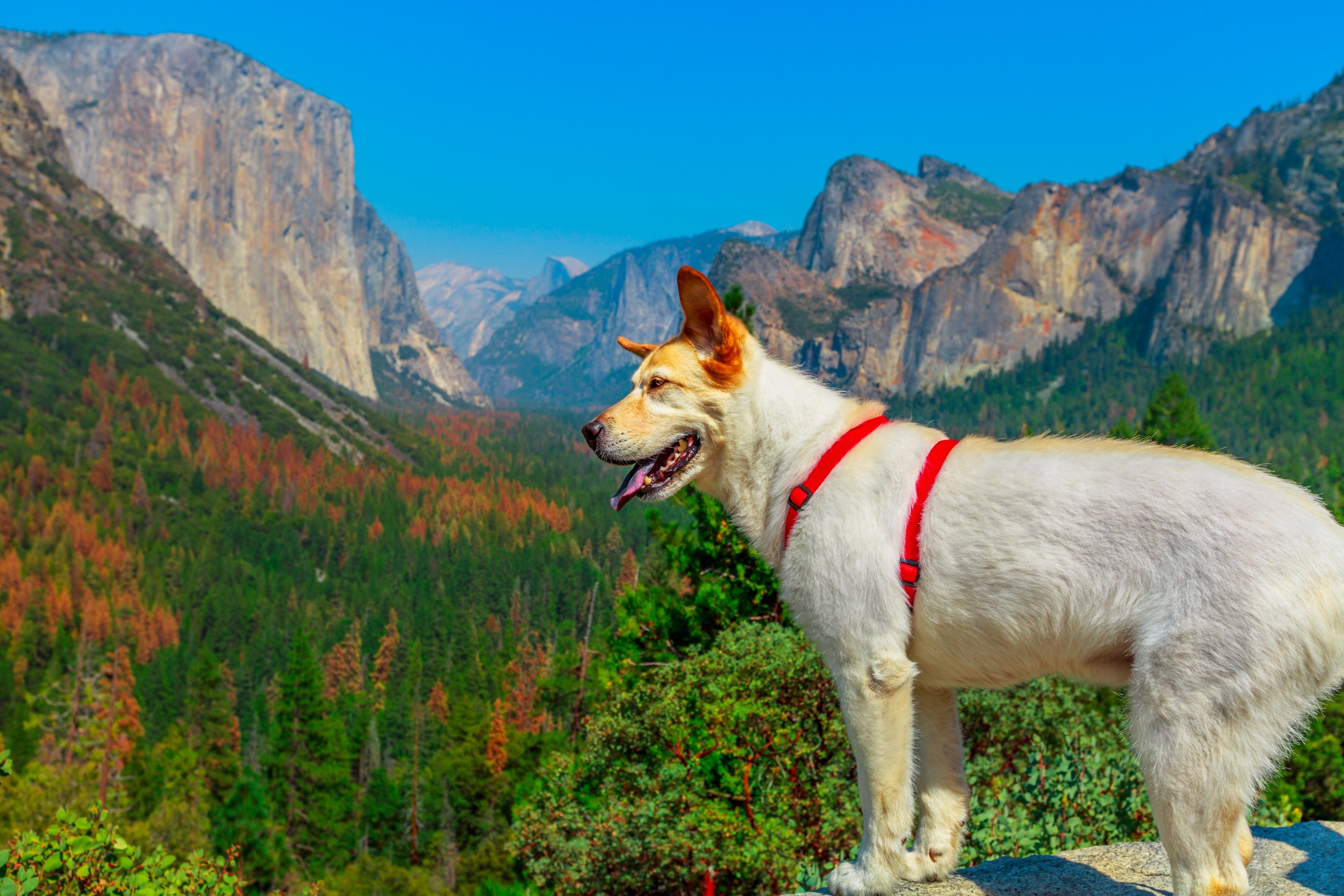 You are currently viewing Dogs In Yosemite Park, Exploring With Your Furry Friend